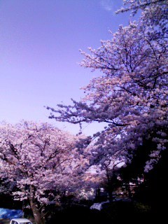 sakura140331.jpg